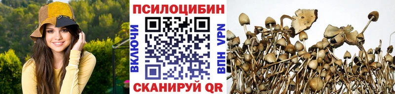 как найти Северская Галлюциногенные грибы Psilocybine cubensis